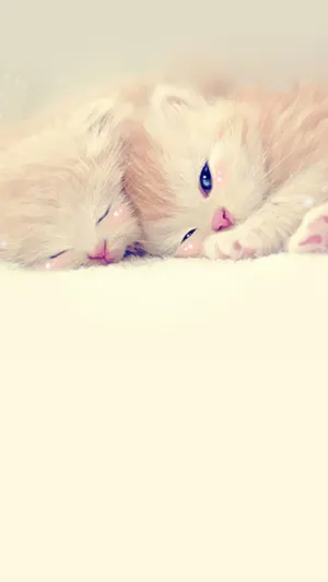 相依而睡的小猫