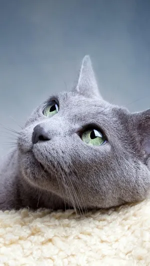 灰色猫