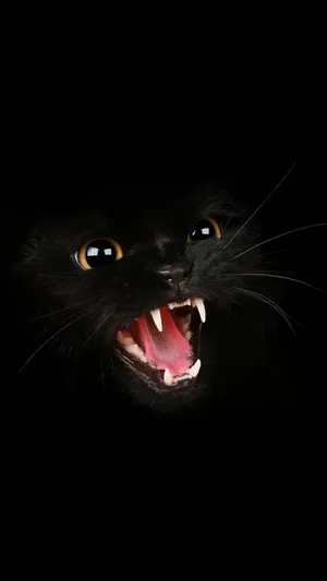 黑猫咆哮第1张