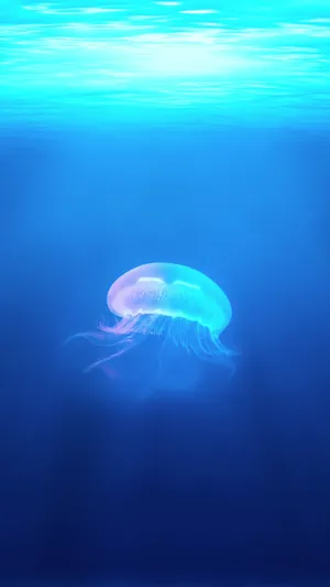 神奇水母