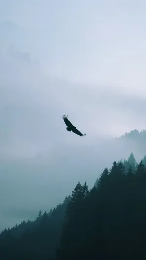 鹰飞越迷雾森林