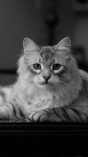 西伯利亚猫第1张