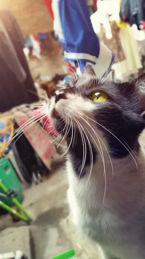 猫 胡须