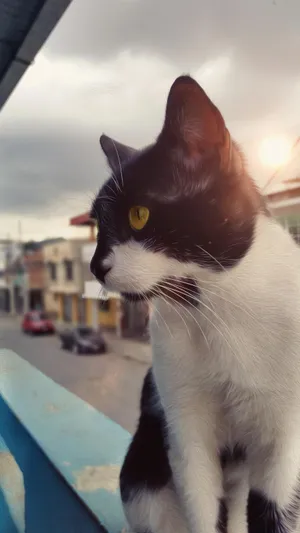 猫  日落