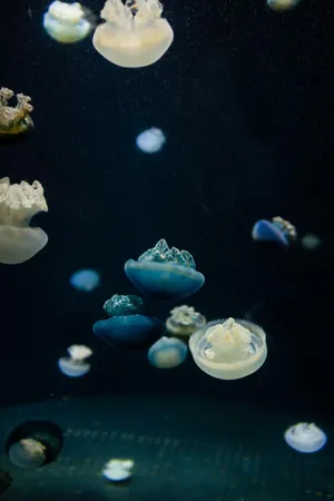 动物  海蜇