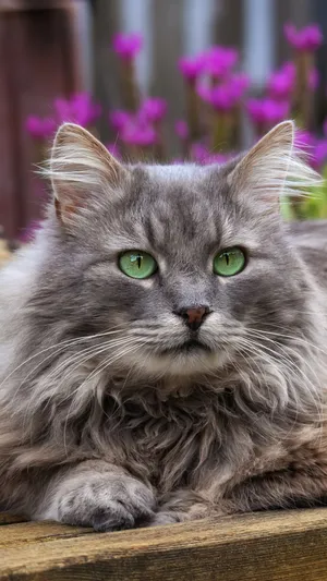 绿色瞳孔的宠物猫咪高清壁纸第1张
