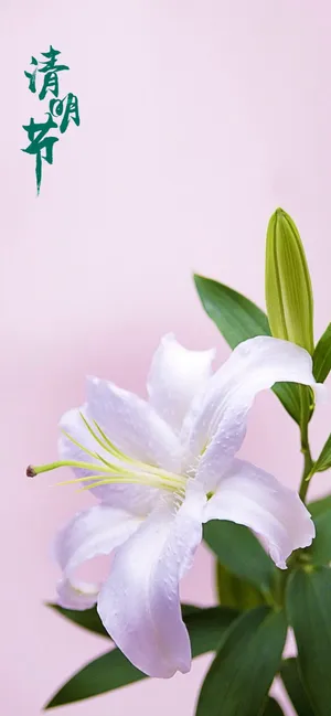 清明时节百合图片