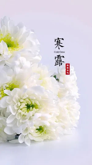 寒露时节清新花朵图片