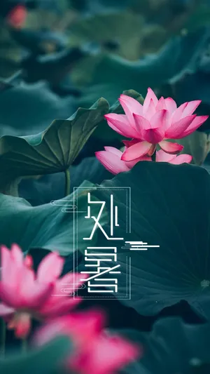 处暑时节淡雅荷花配图