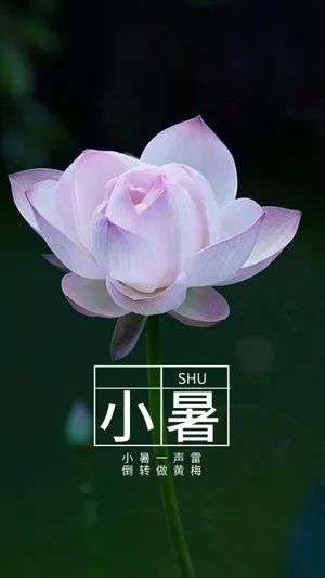 2020年抖音最火的时节小暑图片