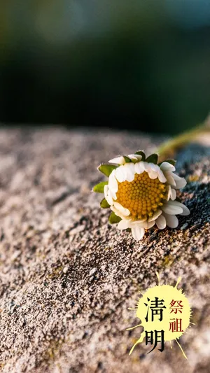 清明至,花儿香第1张