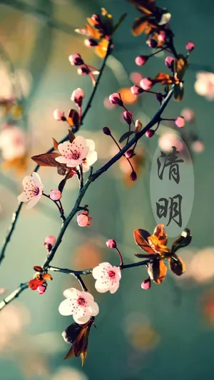 二十四节气清明
