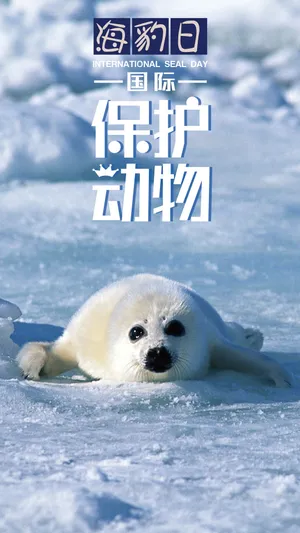 国际海豹日:保护动物