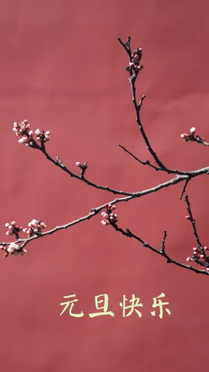 元旦佳节赏梅花_1