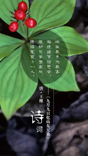遥知兄弟登高处，遍插茱萸少一人_1