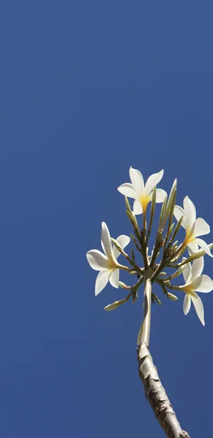唯美花束七月你好