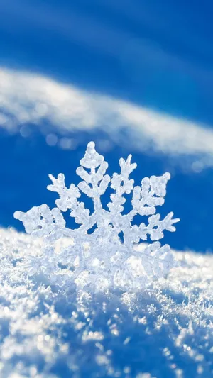 大雪陪你去赏雪