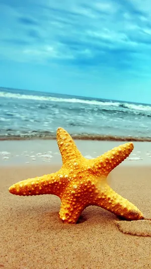 沙滩上的美丽海星