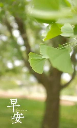早安最清新的图片