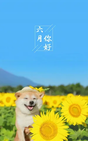 六月你好迷人的向日葵