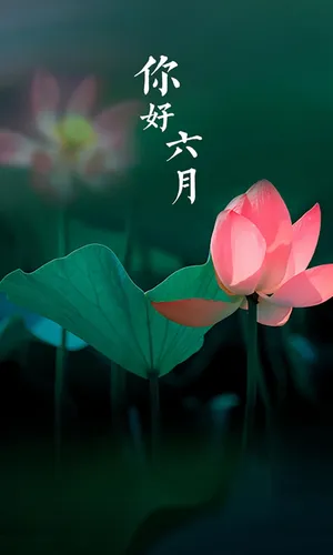六月你好鲜艳的荷花