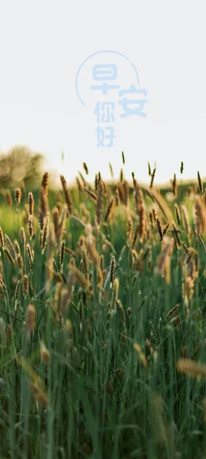 你好早安小清新美景