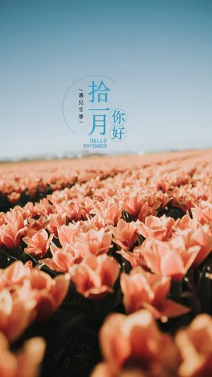 迎接十一月小清新郁金香唯美风景