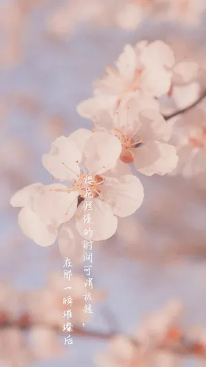 春天到来,樱花自来