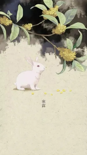 寒露之可爱的小白兔_1