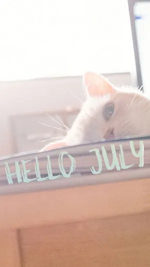 你好,七月的猫