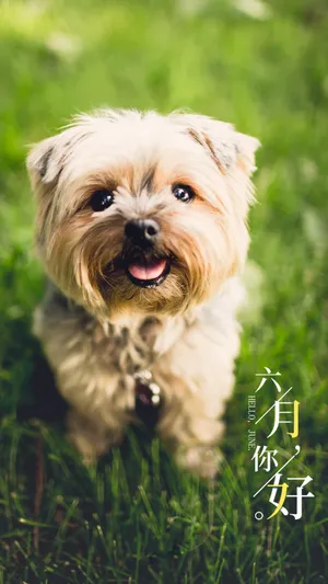 六月你好/萌狗出没