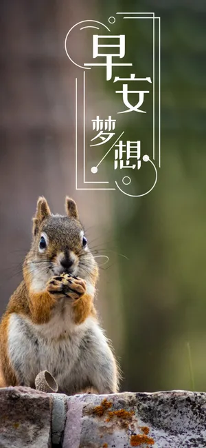 早安梦想/可爱的小松鼠
