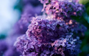丁香花高清大图图片_2
