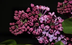 丁香花高清大图图片_3