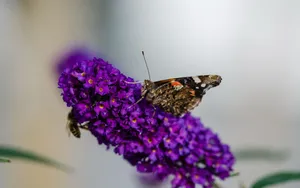 丁香花高清大图图片_4