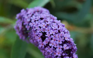 丁香花高清大图图片_5