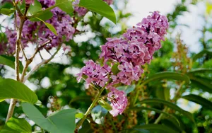 丁香花高清大图图片_6
