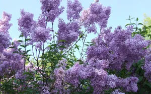 丁香花高清大图图片_7