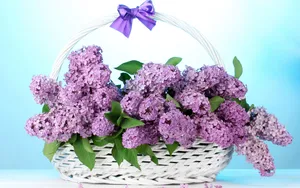 丁香花高清大图图片_9