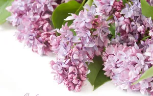 丁香花高清大图图片_10
