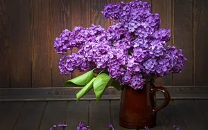 丁香花高清大图图片_11