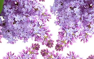 丁香花高清大图图片_12