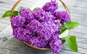 丁香花高清大图图片_13