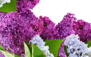 丁香花高清大图图片_14