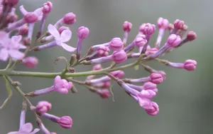 丁香花高清大图图片_15