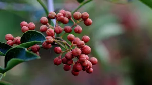 花椒树上的花椒图片