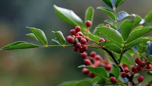 花椒树上的花椒图片_3