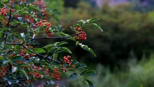 花椒树上的花椒图片_5