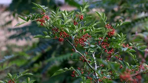 花椒树上的花椒图片_7