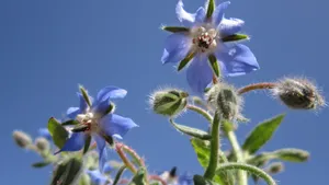 紫色琉璃苣图片_4